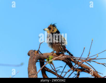 Un barbet à crête Trachyphonus vaillantii aux couleurs vives est perché sur une branche d'arbre en Afrique du Sud, mettant en valeur ses marques et caractéristiques uniques. Banque D'Images