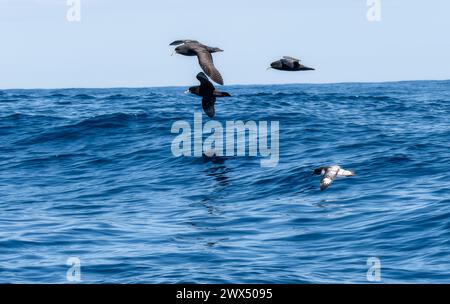 Un troupeau de Cape Petrels Daption capense planant gracieusement au-dessus de la vaste étendue de l'océan, leurs ailes déployées en vol. Banque D'Images