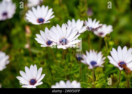 Dimorphotheca ecklonis (Cap marguerite) Osteospermum fleurs de printemps de type Marguerite pourpre, Cap Marguerite, fond vert Banque D'Images