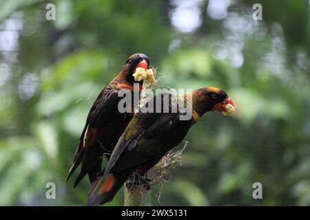 Deux oiseaux Dusky Lory (Pseudeos Fuscata) perchés sur la même branche. Banque D'Images