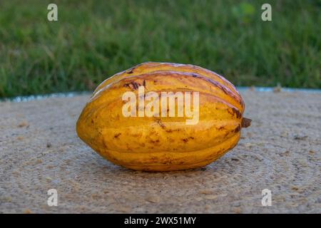 Une belle gousse de cacao en or rouge Banque D'Images