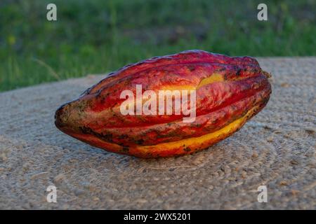 Une belle gousse de cacao en or rouge Banque D'Images