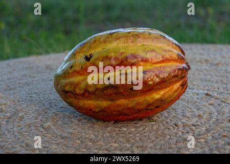 Une belle gousse de cacao en or rouge Banque D'Images