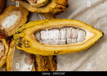 Des gousses de cacao se sont ouvertes pour que vous puissiez voir les graines fruitées à l'intérieur Banque D'Images