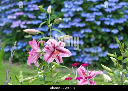 Stargazer Oriental Lily (Lilium orientalis 'Stargazer') - avec une hortensia bleue en arrière-plan. Banque D'Images