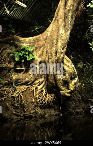 Un grand arbre poussant sur la rive de la rivière Cigenter, parc national Ujung Kulon, Pandeglang, Banten, Indonésie. Selon Scale Climate action, la hausse des températures causée par le changement climatique peut perturber le fragile équilibre des écosystèmes. « De nombreuses espèces ont des exigences de température spécifiques pour la survie et la reproduction. Même de légers changements de température peuvent avoir un impact sur leur capacité à trouver de la nourriture, à s’accoupler et à migrer, entraînant un déclin de la population. Ainsi, à son tour, affecte le réseau complexe d'interactions au sein des écosystèmes », ont écrit leurs éditeurs sur leur site Web. Banque D'Images