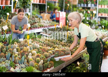 La femme âgée travaillant au marché aux fleurs est attentive examinant le cactus en pot Banque D'Images