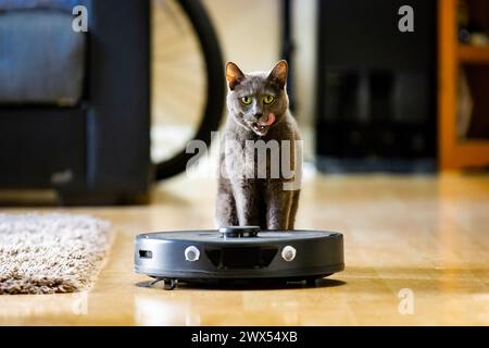 Chat calme et curieux proche de l'aspirateur robot gros plan portrait Banque D'Images