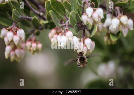 Plus grande mouche d'abeille ou Bombylius Major se nourrissant de fleurs de manzanita sur le sentier du collège Payson en Arizona. Banque D'Images