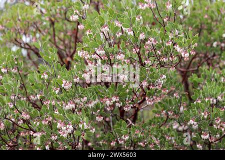 Pointleaf Manzanita ou Arctostaphylos pungens en fleurs sur le chemin du collège Payson en Arizona. Banque D'Images