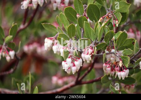 Gros plan sur les fleurs de Pointleaf Manzanita ou Arctostaphylos pungens sur le sentier du collège Payson en Arizona. Banque D'Images