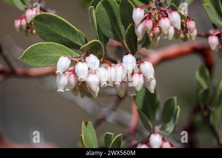 Gros plan sur les fleurs de Pointleaf Manzanita ou Arctostaphylos pungens sur le sentier du collège Payson en Arizona. Banque D'Images