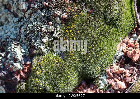 Gros plan d'une petite parcelle de mousse et de lichens poussant sur un rocher au Rumsey Park à Payson, Arizona. Banque D'Images