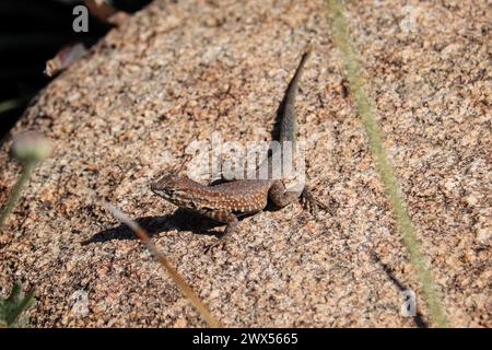 Lézard commun ou Uta stansburiana à flancs blottis, reposant sur la roche au jardin botanique du désert en Arizona. Banque D'Images