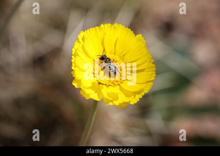 Une petite abeille sur une fleur de souci au jardin botanique du désert en Arizona. Banque D'Images