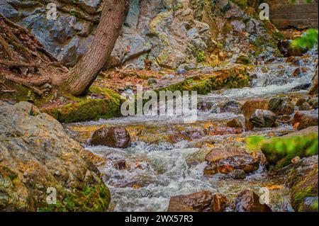 Un ruisseau de montagne avec de la mousse verte luxuriante sur des rochers et des cascades d'eau précipitée Banque D'Images