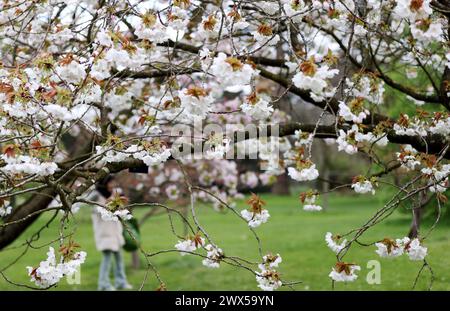 Londres, Grande-Bretagne. 27 mars 2024. Des fleurs en fleurs sont vues à Kew Gardens à Londres, Grande-Bretagne, le 27 mars 2024. Crédit : Li Ying/Xinhua/Alamy Live News Banque D'Images