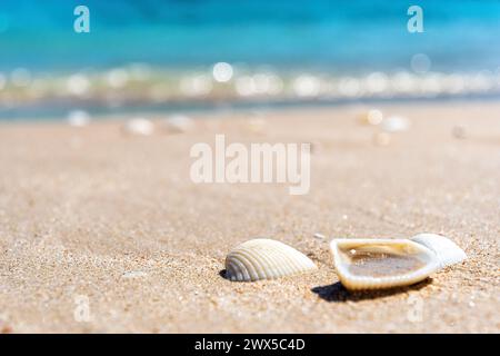 Coquillages dans le sable chaud jaune sur la plage. Vagues d'eau bleues floues sur le dos. Scène de nature tropicale tranquille Banque D'Images