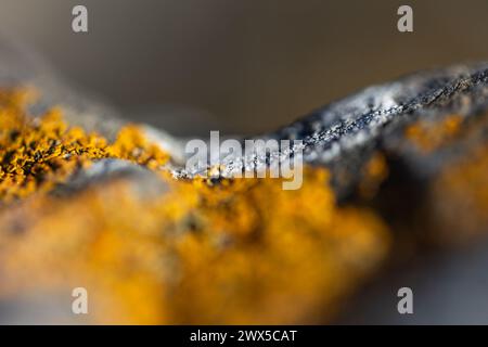 Un cliché macro de lichen jaune sur les rochers de la réserve marine de Taputeranga, Owhiro Bay, Wellington, Nouvelle-Zélande. Banque D'Images