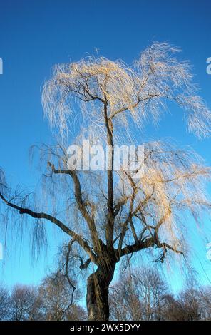 Saule au début du printemps ( Salix x Sepulcralis Chrysocoma ), jardin anglais, Munich, Allemagne Banque D'Images