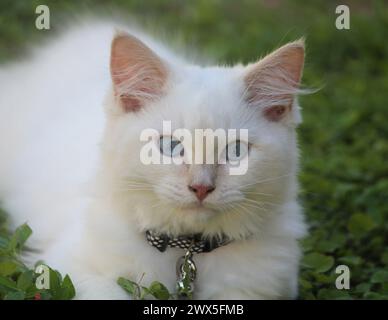 Rouge point de flamme ragdoll chat chaton assis sur l'herbe Banque D'Images