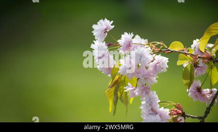 Branche de fleurs de sakura accueille une variété de fleurs roses à différents stades de floraison - certaines fleurs sont entièrement ouvertes, tandis que quelques-unes restent juste sur th Banque D'Images