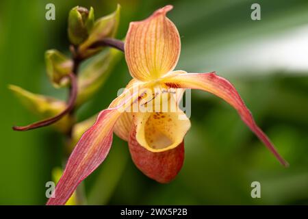 Belle orchidée pantoufle dans la maison d'affichage des orchidées du Fuqua Orchid Center à Atlanta Botanical Garden à Atlanta, Géorgie. (ÉTATS-UNIS) Banque D'Images