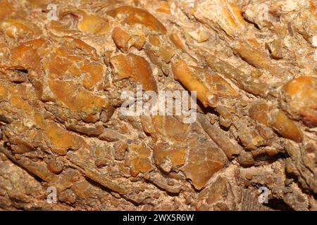 Accumulation de la faune fossile dans la pierre - segments de nénuphars, plaques et aiguilles d'oursins, brachiopodes. Période carbonifère, Russie Banque D'Images