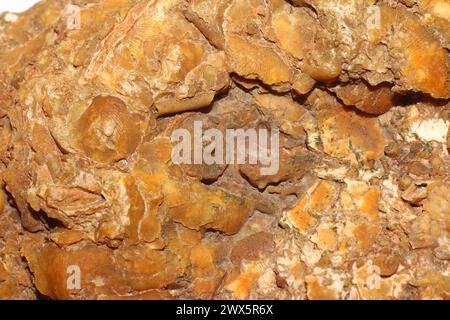 Accumulation de la faune fossile dans la pierre - segments de nénuphars, plaques et aiguilles d'oursins, brachiopodes. Période carbonifère, Russie Banque D'Images