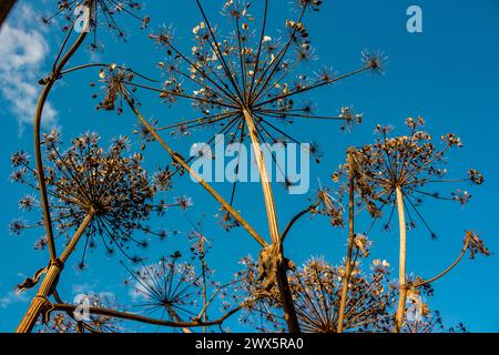 Tiges sèches et parapluies avec les graines d'une plante vénénénéneuse Heracleum sonowskyi de Sosnowsky Banque D'Images