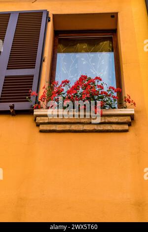 Fleurs en pot en fleurs, Comacchio, pays Italie, région Emilie-Romagne, Province Ferrare (FE) Banque D'Images