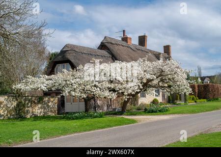 Prunus Shirotae. Cerisiers japonais en fleurs au printemps. Honington, Warwickshire, Angleterre Banque D'Images