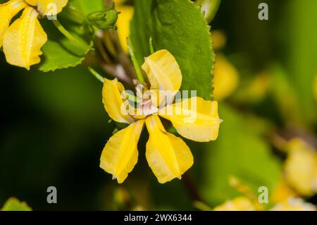 Houblon goodenia, Goodenia ovata, endémique du sud-est de l'Australie, Cap Conran, Australie Banque D'Images