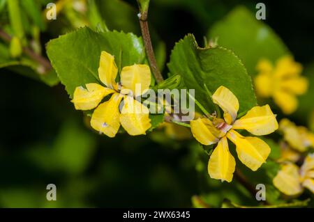 Houblon goodenia, Goodenia ovata, endémique du sud-est de l'Australie, Cap Conran, Australie Banque D'Images