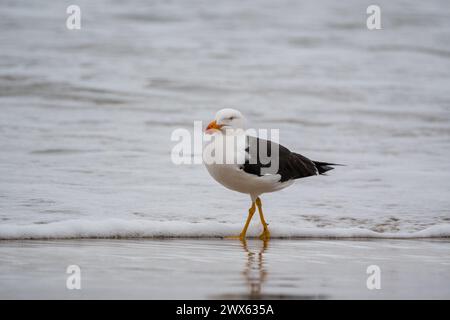 Goéland du Pacifique, Larus pacificus ssp. Pacificus, sur la plage, East Cape Beach, Cape Conran, Australie Banque D'Images