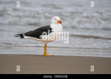 Goéland du Pacifique, Larus pacificus ssp. Pacificus, sur la plage, East Cape Beach, Cape Conran, Australie Banque D'Images