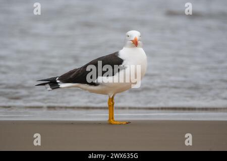 Goéland du Pacifique, Larus pacificus ssp. Pacificus, sur la plage, East Cape Beach, Cape Conran, Australie Banque D'Images