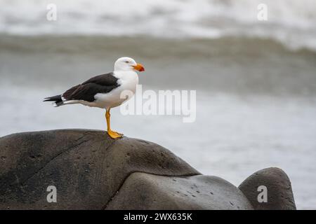 Goéland du Pacifique, Larus pacificus ssp. Pacificus, sur la plage, au sommet d'un rocher, East Cape Beach, Cape Conran, Australie Banque D'Images