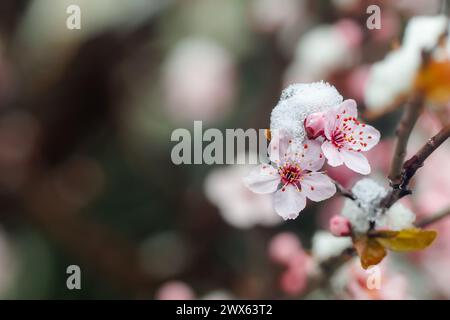 Gros plan de fleurs de pommier de crabe fleurissant dans la neige. Premières fleurs printanières Banque D'Images