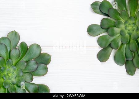 Plantes d'aeonium vert sur un fond en bois blanc, vue de dessus Banque D'Images