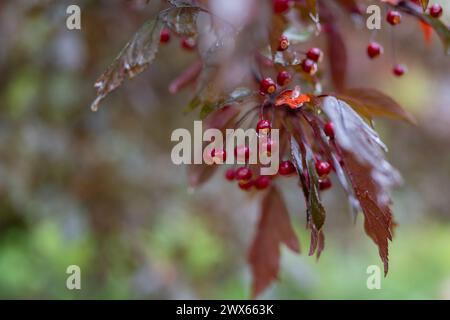 Gros plan de pommes de crabe rouge, mouillées avec des gouttes de pluie sur la branche d'arbre. Fruits et feuilles floues en arrière-plan. Banque D'Images