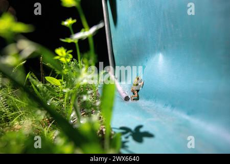 Jesserndorf, Allemagne. 27 mars 2024. Une jeune grenouille d'eau tente de franchir une clôture amphibie. La migration des amphibiens bat son plein et le pic sera bientôt dépassé. Comme les animaux traversent souvent les routes pour se rendre dans les eaux de frai, des volontaires du Bund Naturschutz ont érigé des clôtures, y ramassent des crapauds, des tritons et des grenouilles tous les soirs et les emmènent de l’autre côté de la route dans des seaux. Crédit : Pia Bayer/dpa/Alamy Live News Banque D'Images