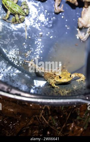 Jesserndorf, Allemagne. 27 mars 2024. Un crapaud commun s'étire pour sortir d'un seau. La migration des amphibiens bat son plein et le pic sera bientôt dépassé. Comme les animaux traversent souvent les routes pour se rendre aux frayères, des volontaires du Bund Naturschutz ont érigé des clôtures pour amphibiens, y ramassent des crapauds, des tritons et des grenouilles tous les soirs et les emmènent dans des seaux de l’autre côté de la route. Crédit : Pia Bayer/dpa/Alamy Live News Banque D'Images