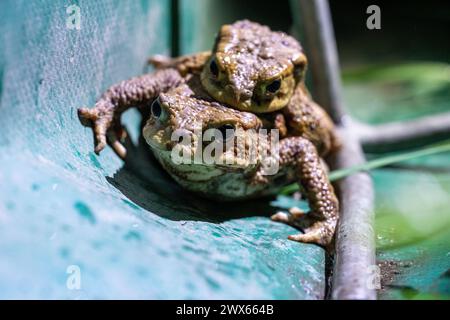 Jesserndorf, Allemagne. 27 mars 2024. Un couple de crapauds communs est assis sur une clôture amphibie. La migration du crapaud bat son plein et le pic sera bientôt dépassé. Comme les animaux traversent souvent les routes pour se rendre dans les eaux de frai, des volontaires du Bund Naturschutz ont érigé des clôtures, y ramassent des crapauds, des tritons et des grenouilles tous les soirs et les emmènent dans des seaux de l’autre côté de la route. Crédit : Pia Bayer/dpa/Alamy Live News Banque D'Images