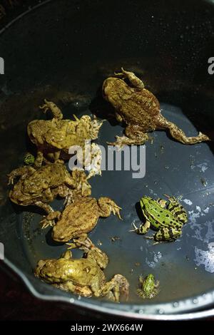 Jesserndorf, Allemagne. 27 mars 2024. Crapauds et grenouilles sont assis dans un seau. La migration des amphibiens bat son plein et le pic sera bientôt terminé. Comme les animaux traversent souvent les routes pour se rendre dans les eaux de frai, des volontaires du Bund Naturschutz ont érigé des clôtures pour amphibiens, y ramassent des crapauds, des tritons et des grenouilles tous les soirs et les emmènent dans des seaux de l'autre côté de la route. Crédit : Pia Bayer/dpa/Alamy Live News Banque D'Images