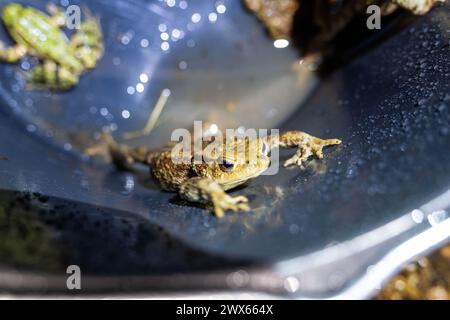 Jesserndorf, Allemagne. 27 mars 2024. Un crapaud commun s'étire pour sortir d'un seau. La migration des amphibiens bat son plein et le pic sera bientôt dépassé. Comme les animaux traversent souvent les routes pour se rendre aux frayères, des volontaires du Bund Naturschutz ont érigé des clôtures pour amphibiens, y ramassent des crapauds, des tritons et des grenouilles tous les soirs et les emmènent dans des seaux de l’autre côté de la route. Crédit : Pia Bayer/dpa/Alamy Live News Banque D'Images