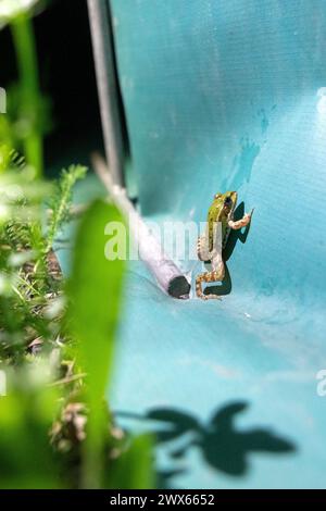 Jesserndorf, Allemagne. 27 mars 2024. Une jeune grenouille d'eau tente de franchir une clôture amphibie. La migration des amphibiens bat son plein et le pic sera bientôt dépassé. Comme les animaux traversent souvent les routes pour se rendre dans les eaux de frai, des volontaires du Bund Naturschutz ont érigé des clôtures, y ramassent des crapauds, des tritons et des grenouilles tous les soirs et les emmènent de l’autre côté de la route dans des seaux. Crédit : Pia Bayer/dpa/Alamy Live News Banque D'Images