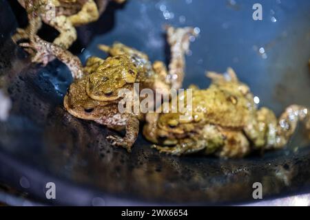 Jesserndorf, Allemagne. 27 mars 2024. Les crapauds communs gambolent dans un seau de collecte. La migration des amphibiens bat son plein et le pic sera bientôt dépassé. Comme les animaux traversent souvent les routes pour se rendre dans les eaux de frai, des volontaires du Bund Naturschutz ont érigé des clôtures pour amphibiens, y ramassent des crapauds, des tritons et des grenouilles tous les soirs et les emmènent dans des seaux de l'autre côté de la route. Crédit : Pia Bayer/dpa/Alamy Live News Banque D'Images