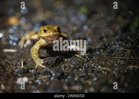 Jesserndorf, Allemagne. 27 mars 2024. Un crapaud commun traverse une chaussée mouillée dans l'obscurité et sous la pluie. La migration des amphibiens bat son plein, le pic sera bientôt dépassé. Crédit : Pia Bayer/dpa/Alamy Live News Banque D'Images