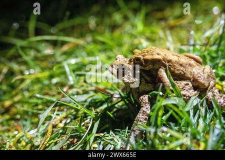 Jesserndorf, Allemagne. 27 mars 2024. Un couple de crapauds est assis dans l'herbe humide. La migration des amphibiens bat son plein, le pic sera bientôt dépassé. Crédit : Pia Bayer/dpa/Alamy Live News Banque D'Images